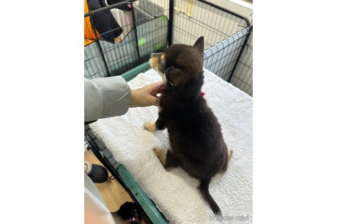 販売中の千葉県の柴犬-279531の6枚目