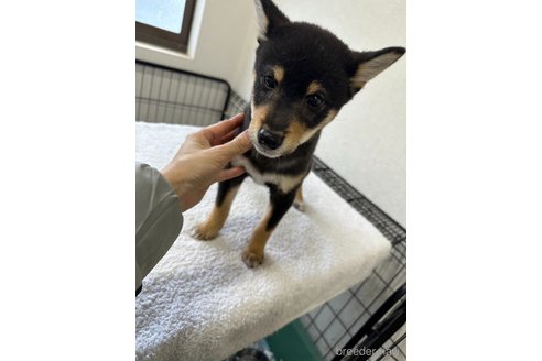 成約済の千葉県の柴犬-279541の7枚目