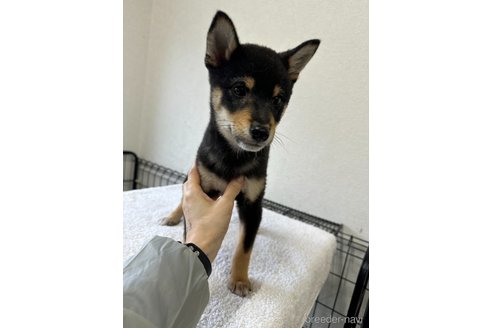 成約済の千葉県の柴犬-279541の8枚目
