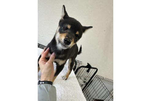 成約済の千葉県の柴犬-279541の6枚目