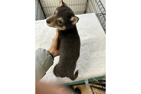 成約済の千葉県の豆柴-283695の4枚目