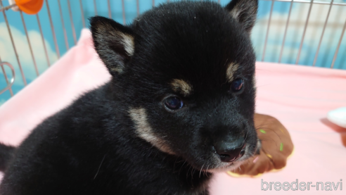 成約済の埼玉県の柴犬-290827の1枚目