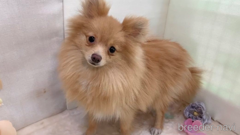 販売中の東京都のポメラニアン-244833の4枚目