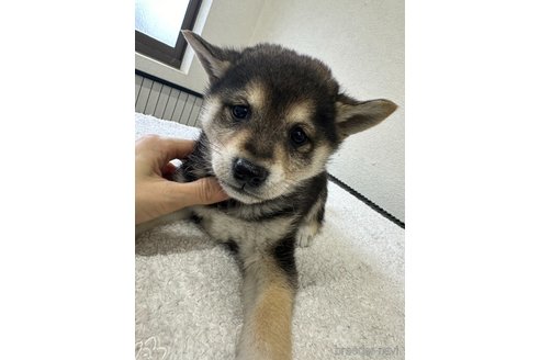 商談中の千葉県の柴犬-291524の5枚目