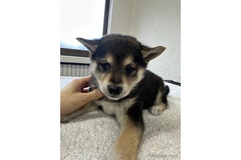 商談中の千葉県の柴犬-291524の6枚目