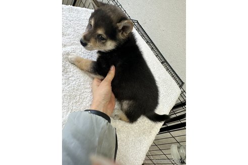 成約済の千葉県の柴犬-291524の7枚目