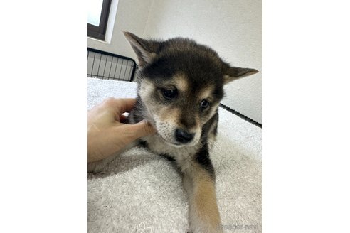 成約済の千葉県の柴犬-291524の8枚目