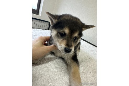 商談中の千葉県の柴犬-291524の8枚目