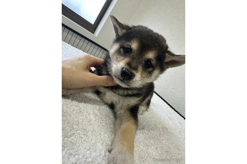 商談中の千葉県の柴犬-291524の9枚目