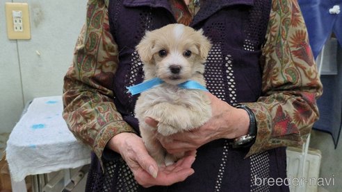 成約済の茨城県のマルプー:マルチーズ×トイプードル-295078の4枚目