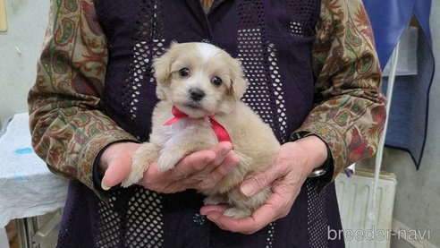 成約済の茨城県のマルプー:マルチーズ×トイプードル-295079の2枚目