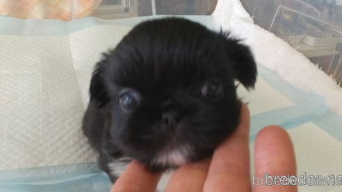 成約済の愛知県のペキニーズ-295119の1枚目