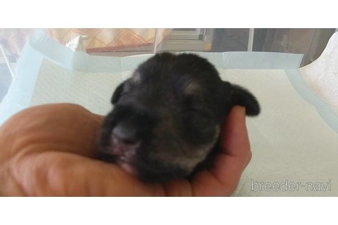 成約済の愛知県のミニチュアシュナウザー-295123の2枚目