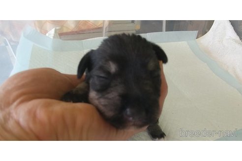 成約済の愛知県のミニチュアシュナウザー-295123の3枚目