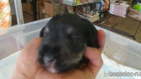 成約済の愛知県のミニチュアシュナウザー-295123の1枚目