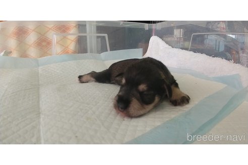 成約済の愛知県のミニチュアシュナウザー-295124の3枚目