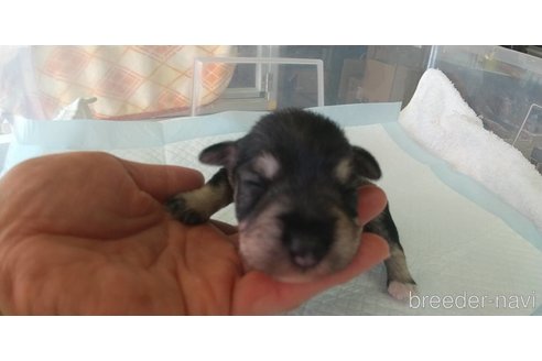 成約済の愛知県のミニチュアシュナウザー-295124の4枚目