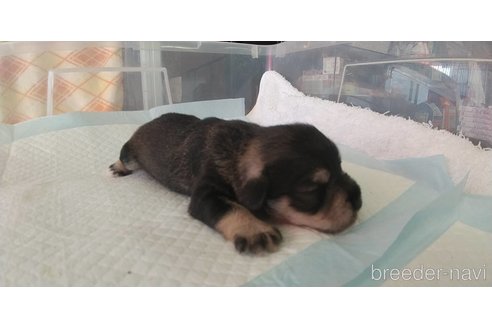 成約済の愛知県のミニチュアシュナウザー-295124の2枚目