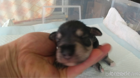 成約済の愛知県のミニチュアシュナウザー-295124