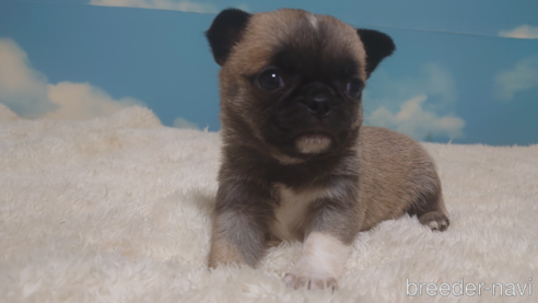 成約済の埼玉県のチワワ(ロングコート)-292228の5枚目