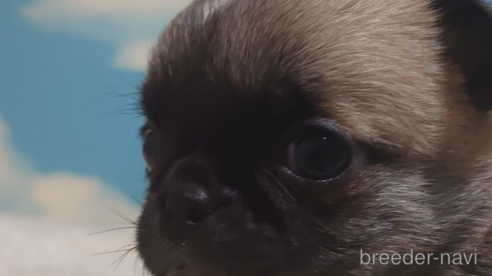 成約済の埼玉県のチワワ(ロングコート)-292228の4枚目