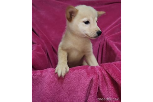 成約済の福岡県のミックス犬-295126の4枚目