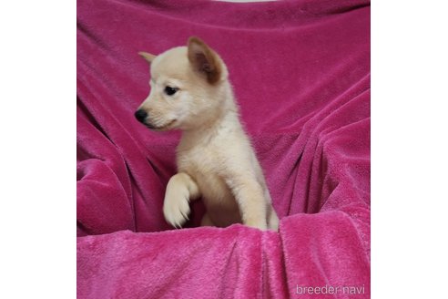 成約済の福岡県のミックス犬-295126の5枚目