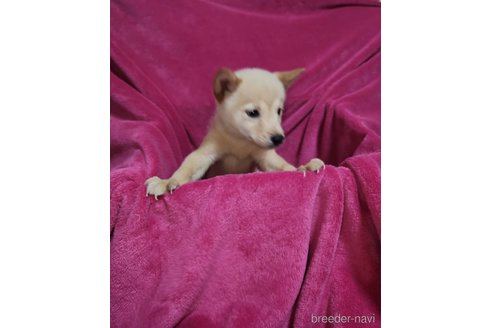 成約済の福岡県のミックス犬-295126の6枚目