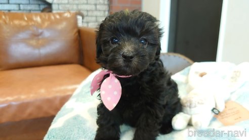 成約済の北海道のミックス犬-292241の9枚目