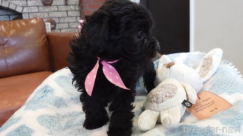 成約済の北海道のミックス犬-292241の10枚目