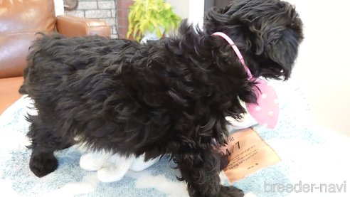 成約済の北海道のミックス犬-292241の11枚目