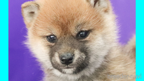 成約済の愛知県の柴犬-290950の5枚目