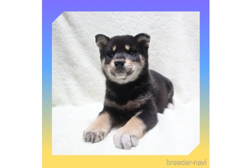 成約済の岡山県の柴犬-282798の15枚目