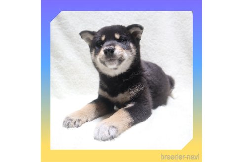 成約済の岡山県の柴犬-282798の12枚目