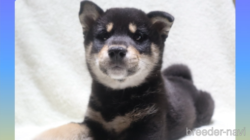 成約済の岡山県の柴犬-282798の11枚目