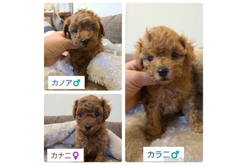 成約済の東京都のトイプードル-295221の7枚目