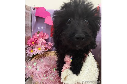 成約済の北海道のミックス犬-281827の11枚目
