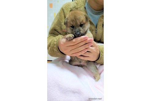 成約済の大阪府の柴犬-290492の4枚目