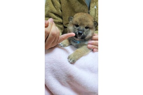 成約済の大阪府の柴犬-290528の8枚目