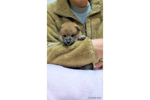 成約済の大阪府の柴犬-290528の9枚目