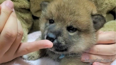 成約済の大阪府の柴犬-290528の5枚目