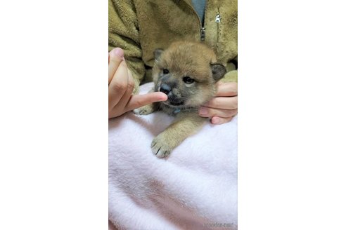 成約済の大阪府の柴犬-290528の4枚目