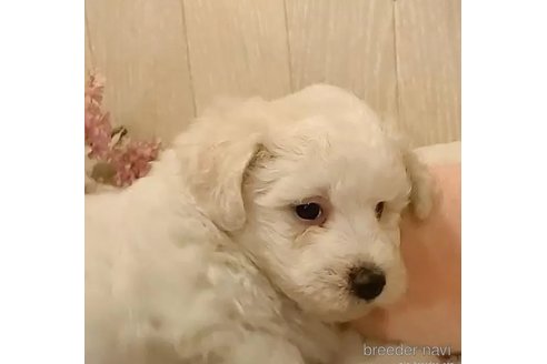 成約済の愛知県のビションフリーゼ-295264の4枚目
