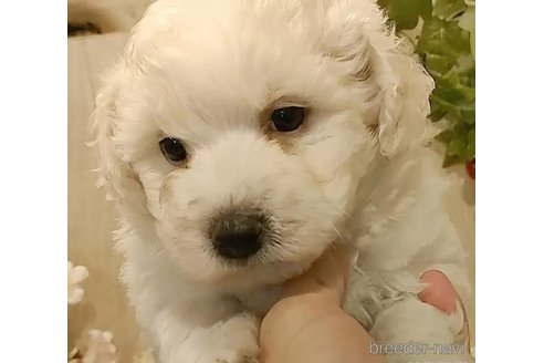 成約済の愛知県のビションフリーゼ-295264の2枚目