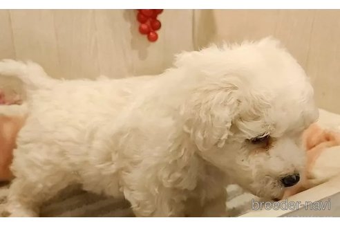 成約済の愛知県のビションフリーゼ-295265の3枚目