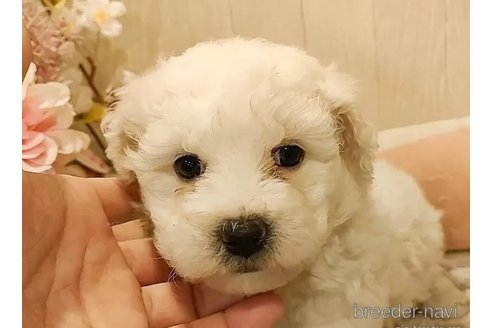 成約済の愛知県のビションフリーゼ-295265の2枚目