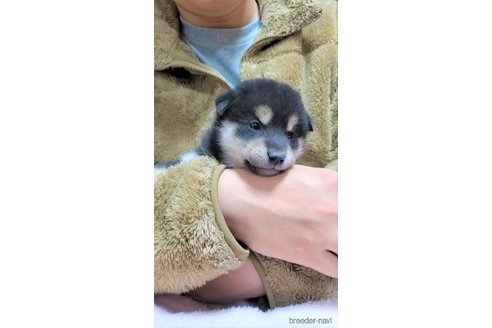 成約済の大阪府の柴犬-290531の7枚目