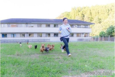 成約済の千葉県のポメラニアン-293342の2枚目