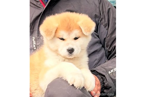 成約済の群馬県の秋田犬-294098の1枚目