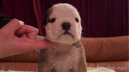 子犬